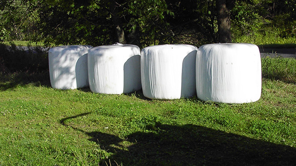 Planning for Winter Feedinground